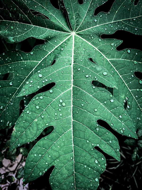 NATUREZA DA SERRA FLUMINENSE