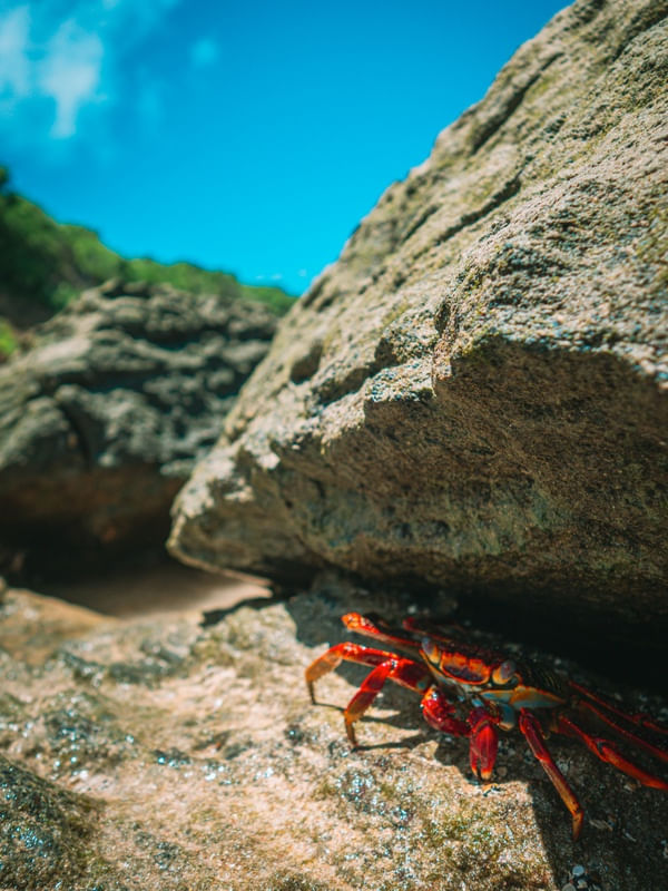 CARANGUEIJOS EM NORONHA