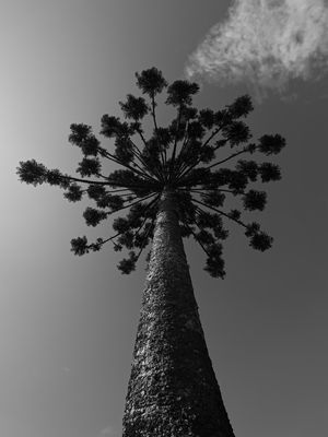ANGUSTIFOLIA 3
