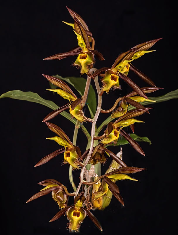 ORQUIDEA CATASETUM SACCATUM