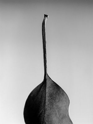 EUCALIPTO I