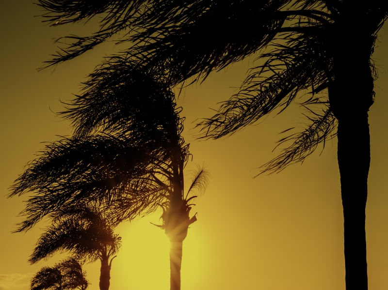 AMARELO SOL