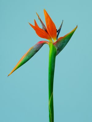 PLATAE