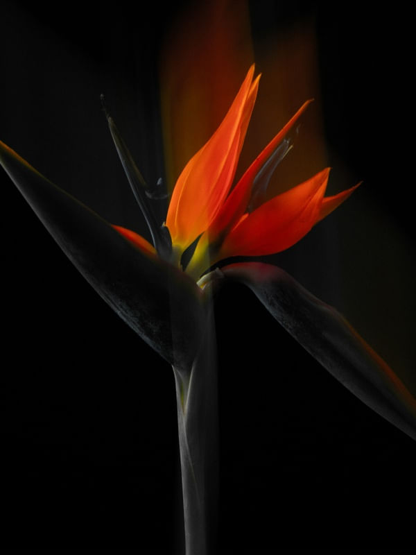 O MOVIMENTO DA FLOR