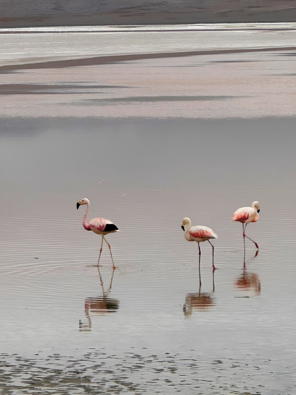 FLAMINGOS NO ATACAMA