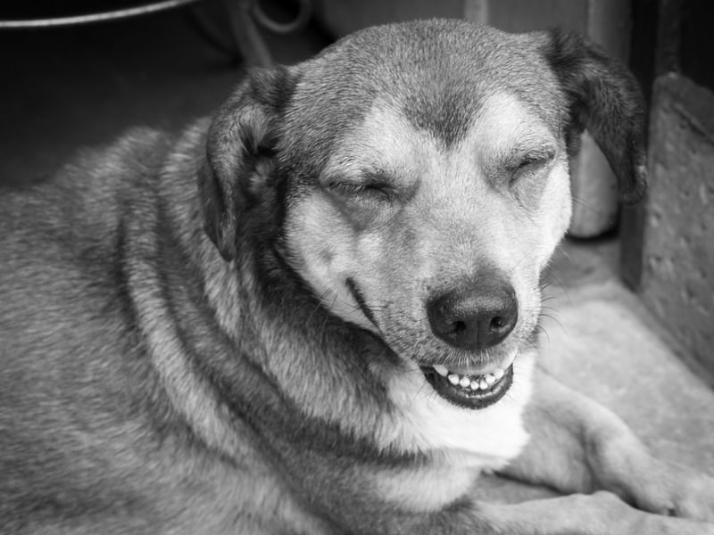 CACHORRO SORRIDO