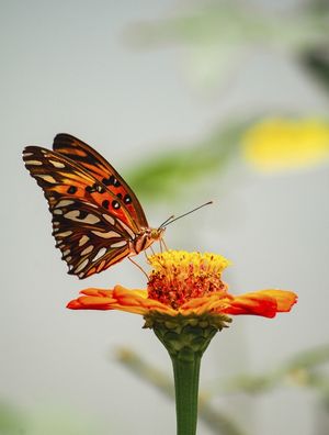 O JARDIM DA BORBOLETA