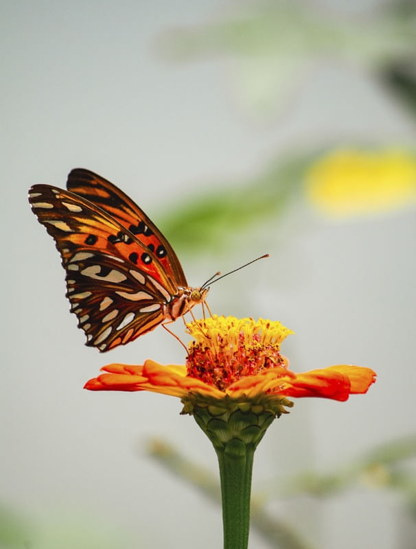 O JARDIM DA BORBOLETA