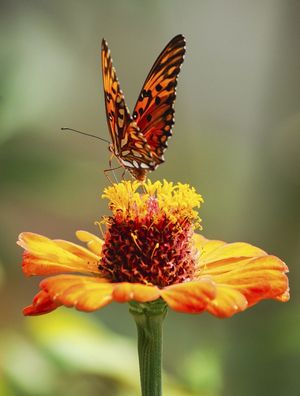 O POUSO DA BORBOLETA NA FLOR