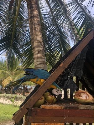 ARARA AZUL E AMARELA I