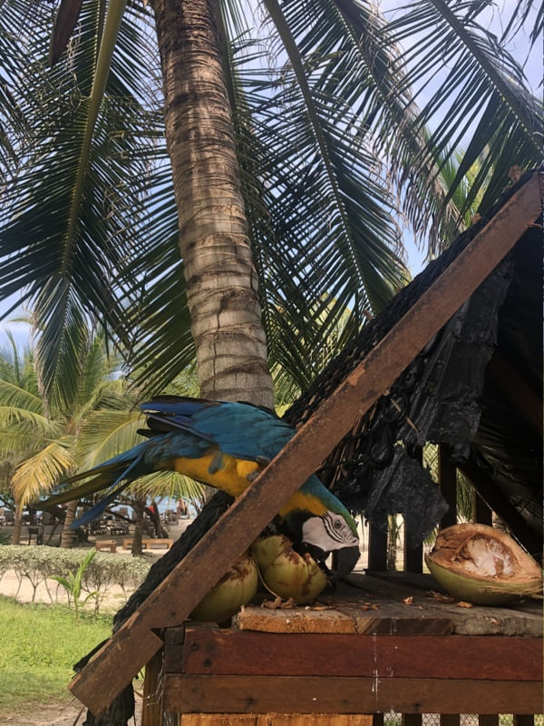 ARARA AZUL E AMARELA I