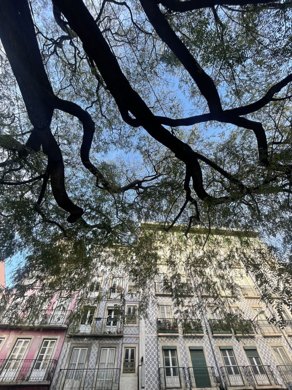 SOMBRA DAS ÁRVORES