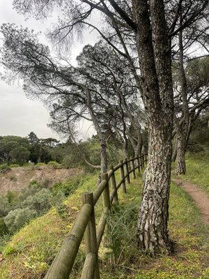 CERCA NA FLORESTA