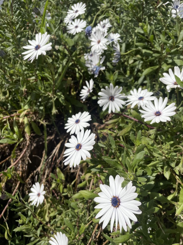 FLORES BRANCAS I