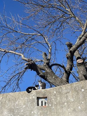 GATOS NO MURO