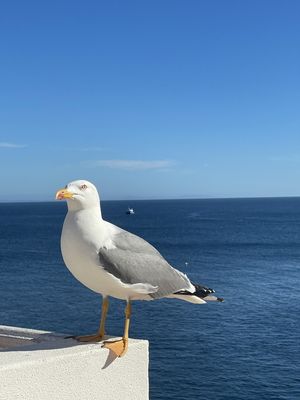 GAIVOTA E O MAR I