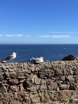 O DESCANSO DAS GAIVOTAS