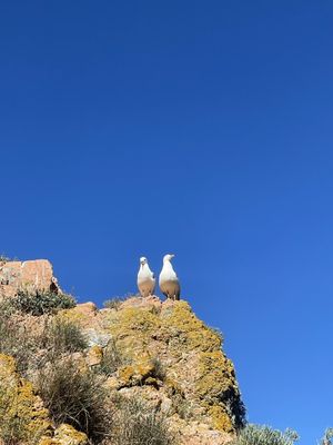 CASAL DE GAIVOTAS