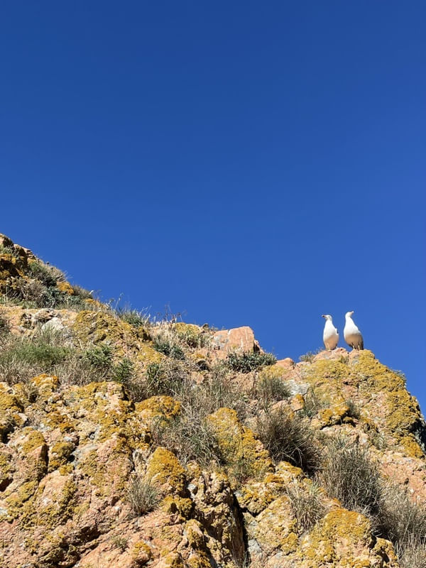 CASAL DE PÁSSAROS I
