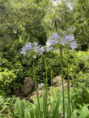 JARDIM ENCANTADO I