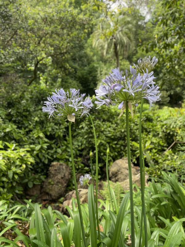 JARDIM ENCANTADO I