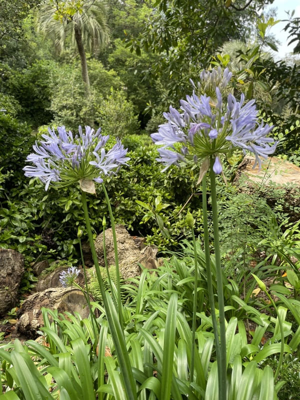 JARDIM ENCANTADO III