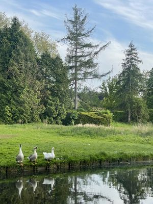 GANSOS NO PARQUE DE LEUVEN