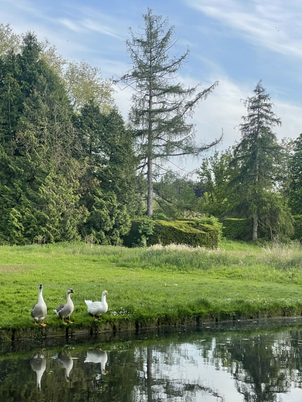 GANSOS NO PARQUE DE LEUVEN