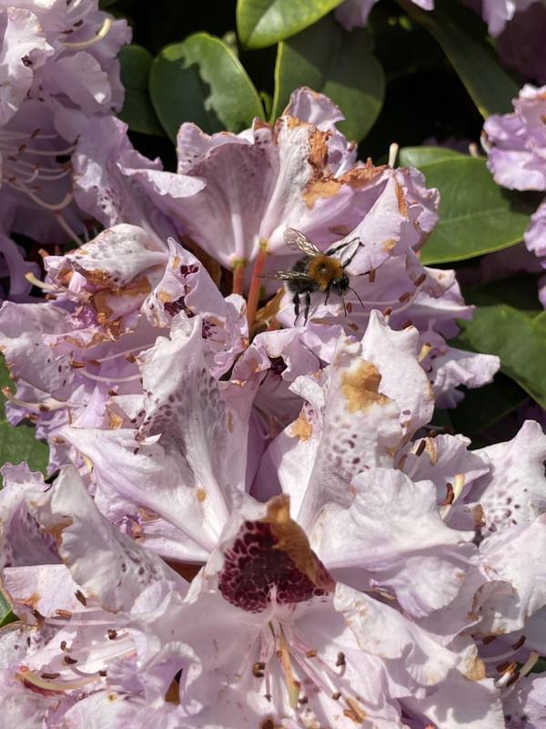ABELHA E FLOR NO JARDIM