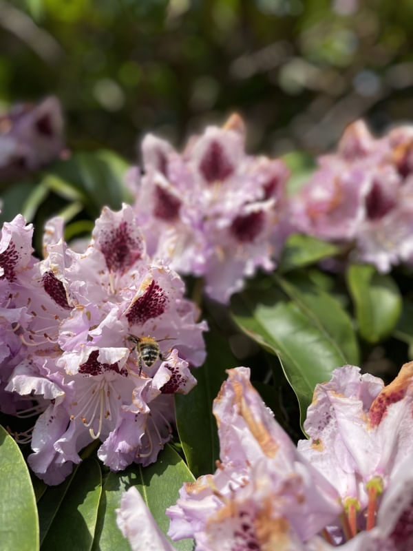 ABELHA E FLOR NO JARDIM DA BÉLGICA