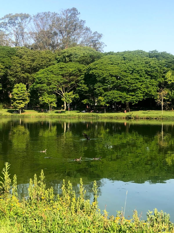 PARQUE IBIRAPUERA I