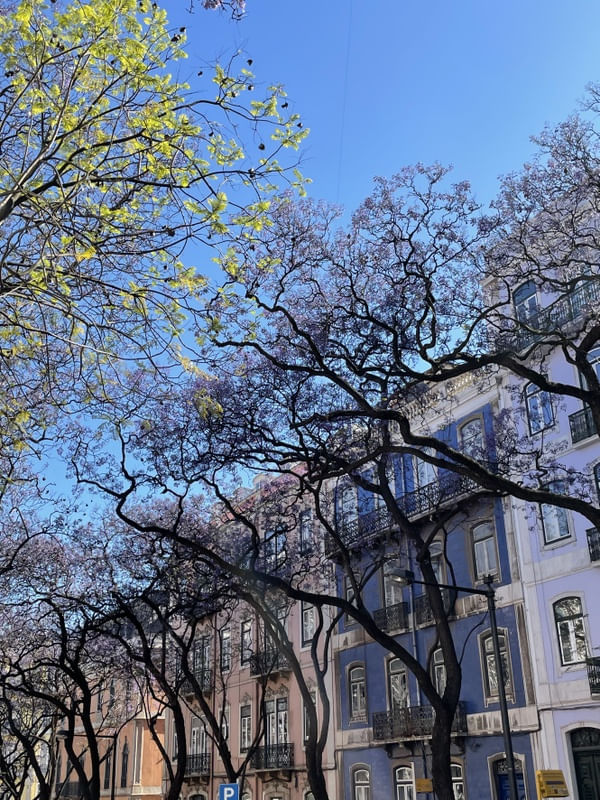 JACARANDÁS DE LISBOA