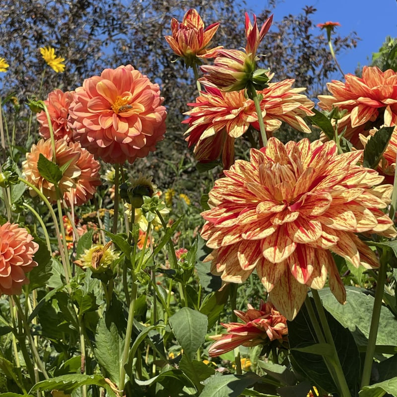 JARDIM GIVERNY
