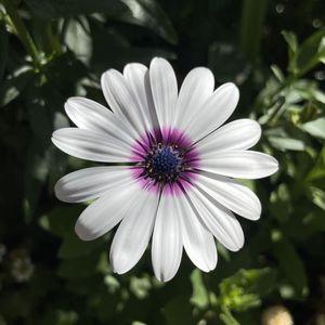 FLOR BRANCA II