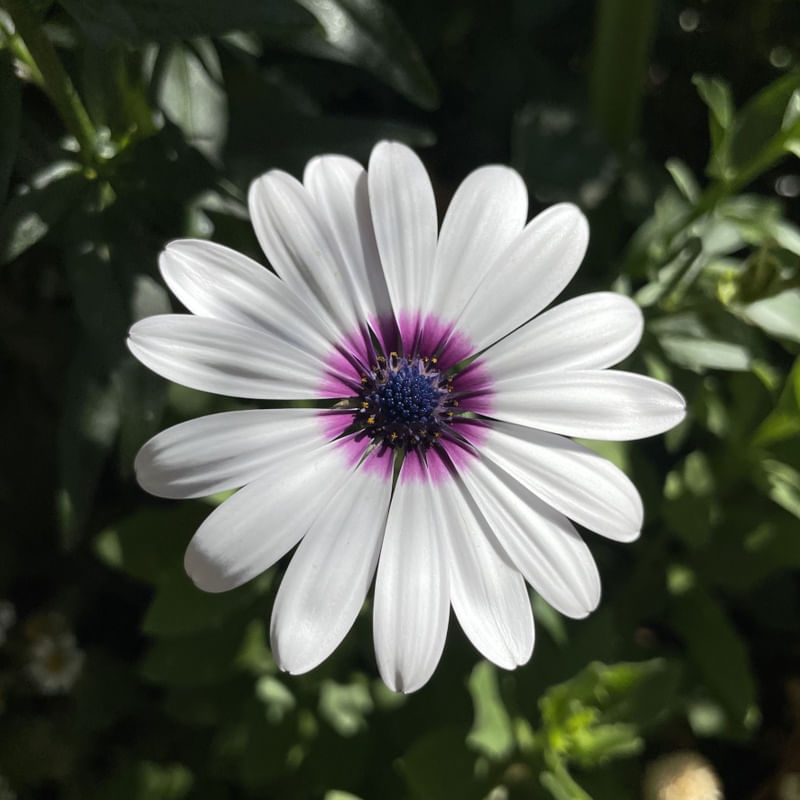 FLOR BRANCA II