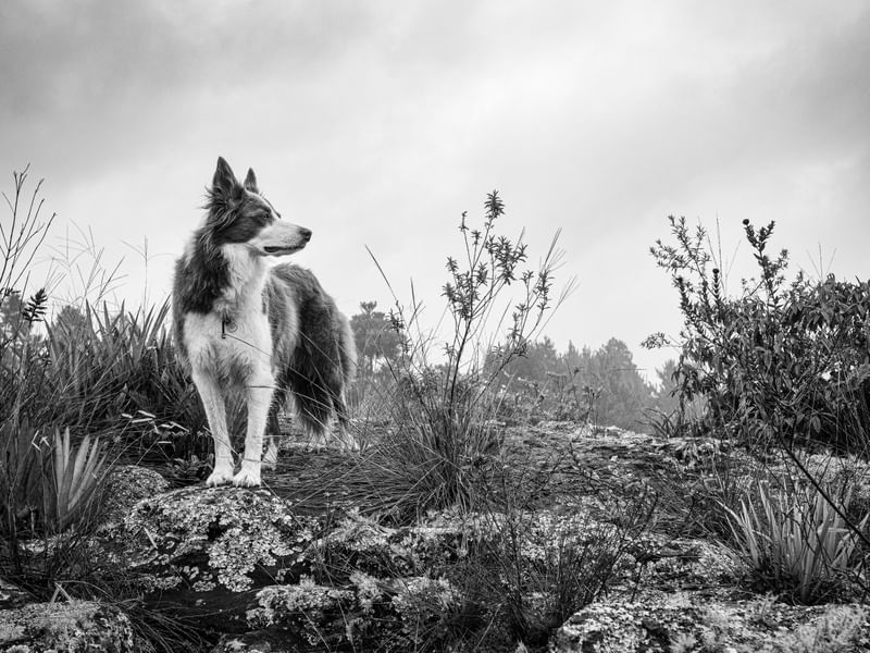 BORDER COLLIE MONTANHA