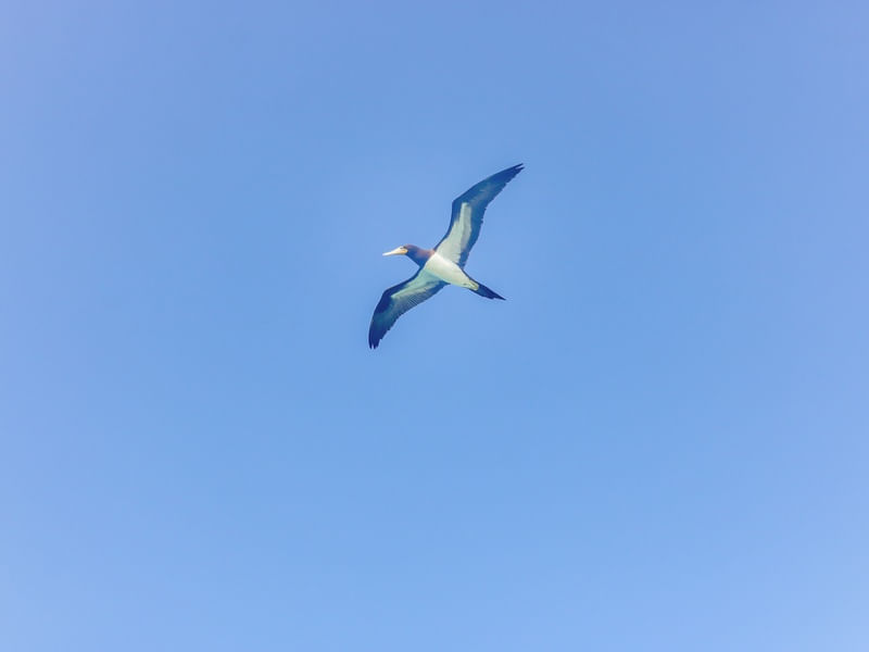 PÁSSARO NO CÉU AZUL