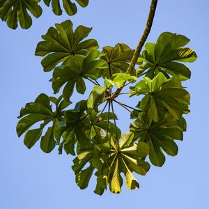 EMBAÚBA 7528
