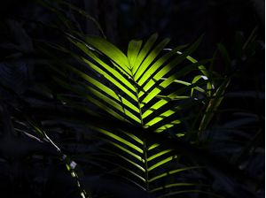FOLHAGEM TROPICAL 7553
