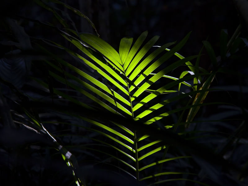 FOLHAGEM TROPICAL 7553