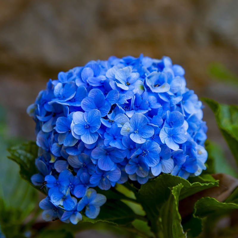HORTÊSIA AZUL 7567