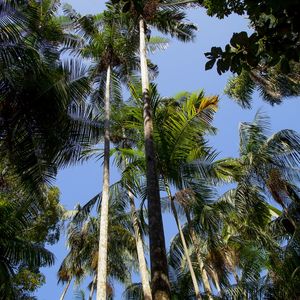 TROPICAL FOREST 7557