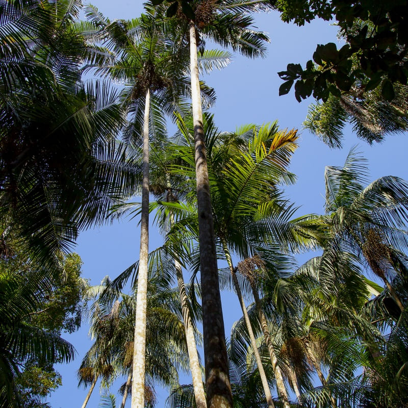 TROPICAL FOREST 7557