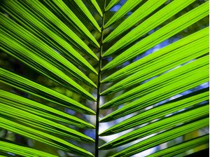 TROPICAL LEAF 7565