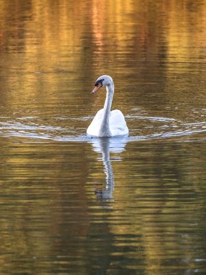 CISNE EM CORES