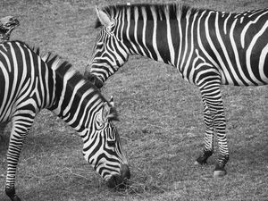 LISTRAS EM ZEBRAS