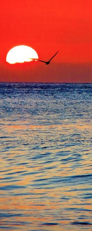 VOO DA GAIVOTA NO PÔR DO SOL