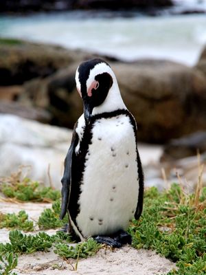 PINGUIM PREGUIÇOSO