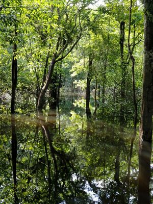 FLORESTA DE IGARAPÉS