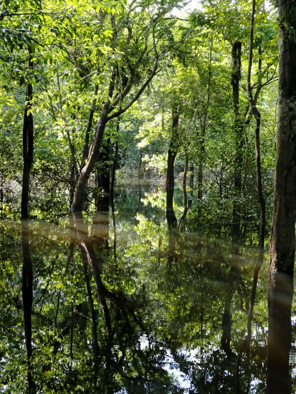 FLORESTA DE IGARAPÉS